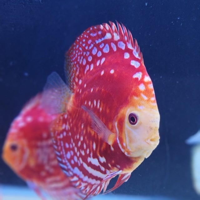 Malaysian Discus Fish for sale online at Discus America | Specialized ...